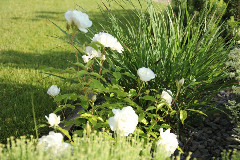 Les roses du jardin du gîte d'Anny et Jean Yves