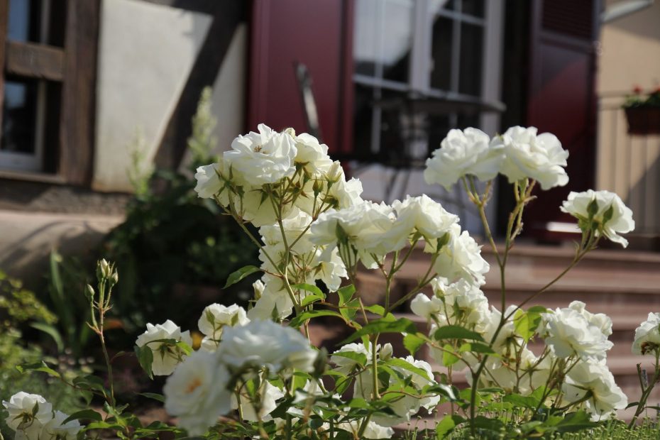 Les rosiers du jardin du gîte d'Anny & Jean Yves
