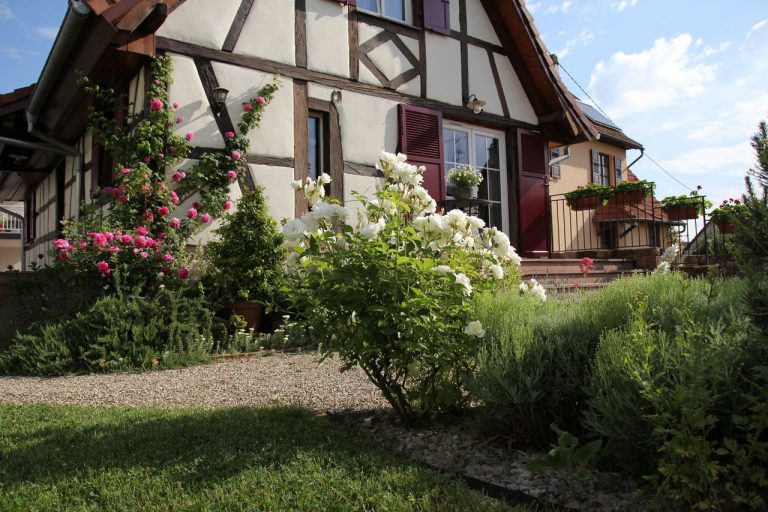 Le rosier "Fée des Neige" et la façade de la maison avec ses colombages