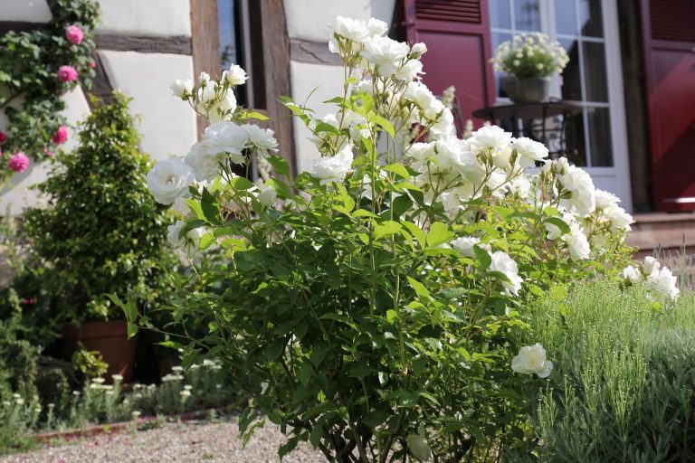 Roses "Fée des Neiges"