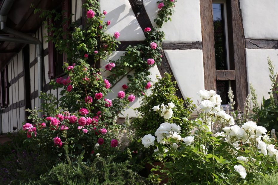 Le jardin