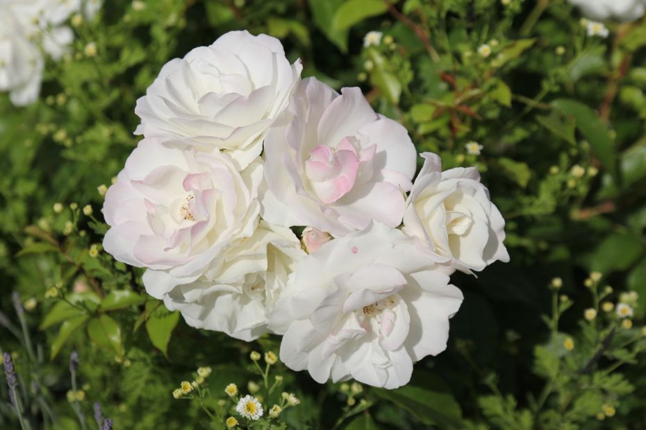 Les roses la passion d'Anny