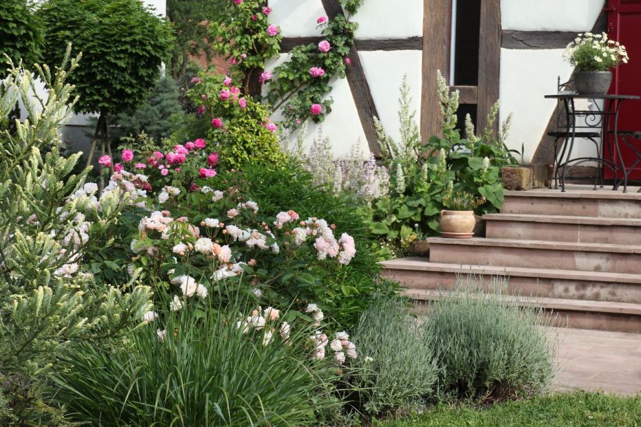 Les rosiers du gîte d'Anny & Jean Yves