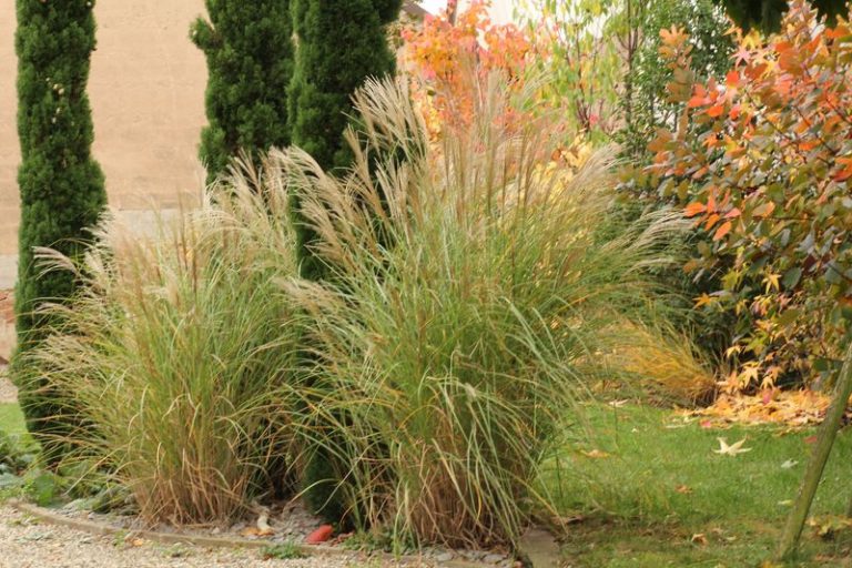 Les graminées à l'automne