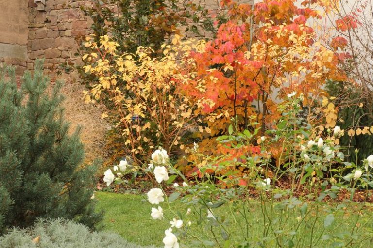 Roses et couleurs d'automne