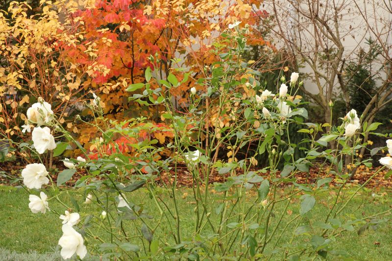 Roses et feuillage d'automne