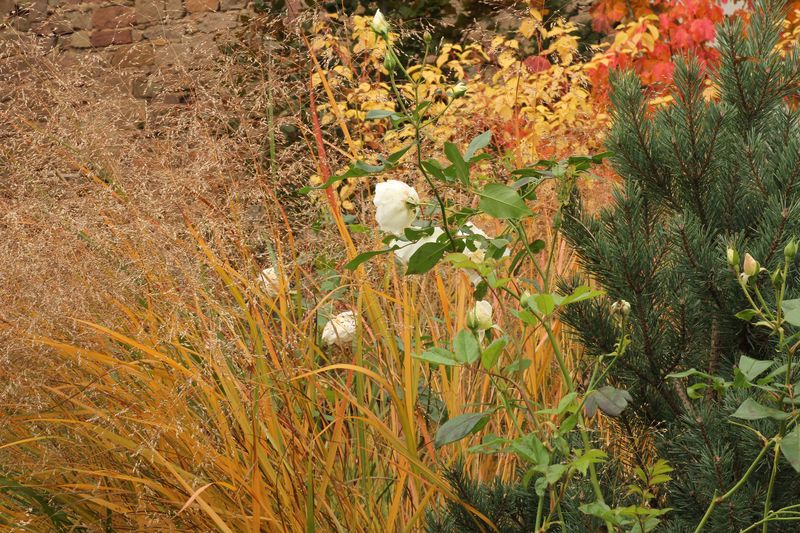 Des couleurs d'automne