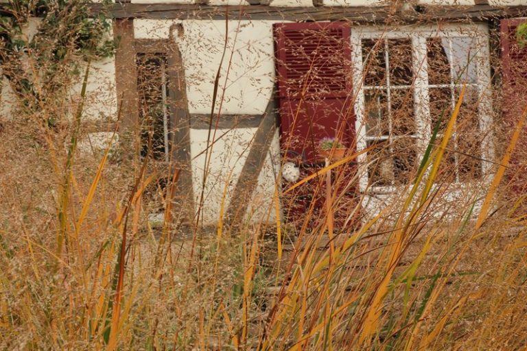 Les graminées à l'automne