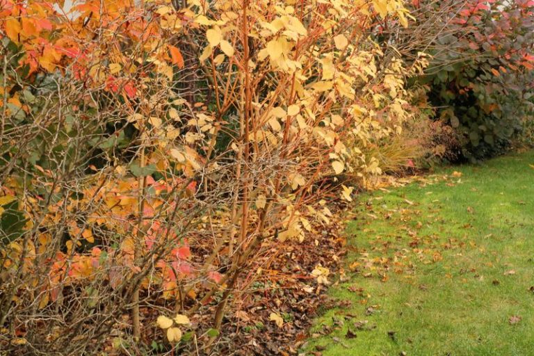 Les feuillages d'automne
