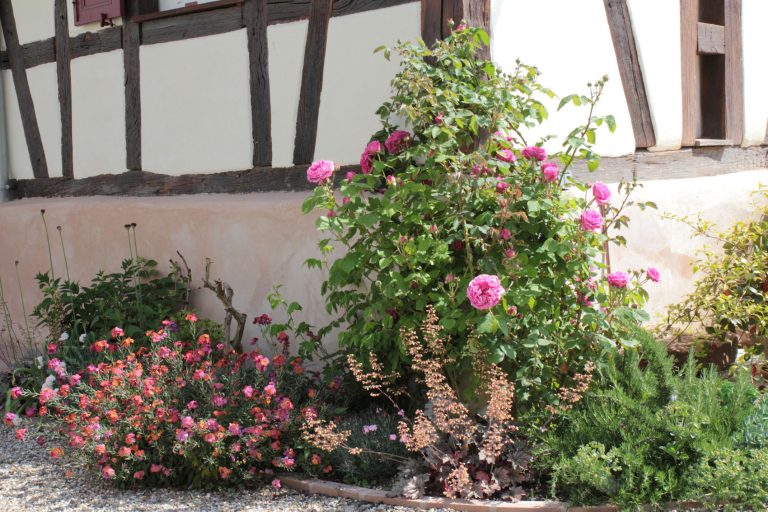 Le rosier "Madame Isaac Pereire" sur la maison gite Anny et Jean Yves
