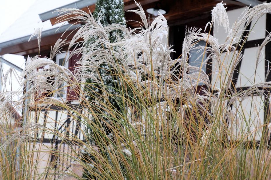 Les graminées parée de givre