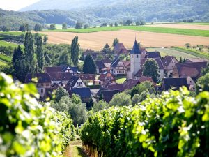 Le vignoble de Cleebourg dans le nord de l'Alsace