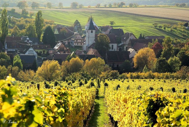 Le vignoble de Cleebourg