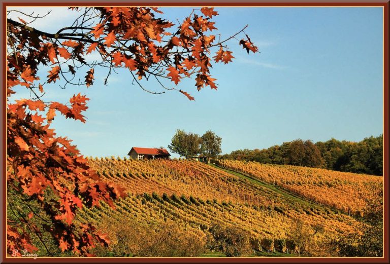 Le vignoble de Cleebourg en automne dans les Vosges du Nord