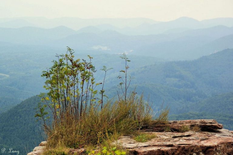 Vue sur les Vosges du Nord lors d'une randonnée